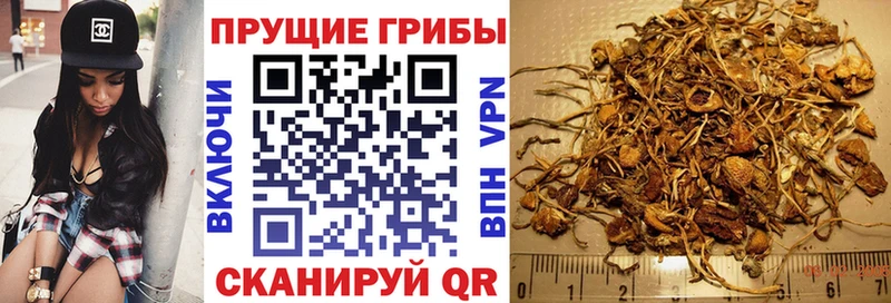 Псилоцибиновые грибы Cubensis  Ялта 